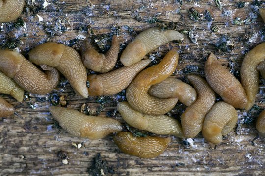 Skelbia apie prasidedančią kovą su šliužais – ką būtina padaryti šį balandį