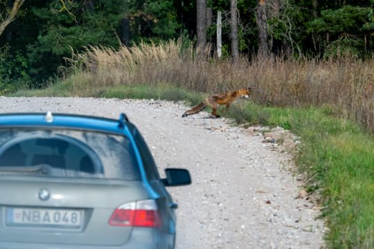 Įspėja, kad dabar – susidūrimų su gyvūnais pikas: atskleidė, kuriuo paros metu nelaimės įvyksta dažniausiai
