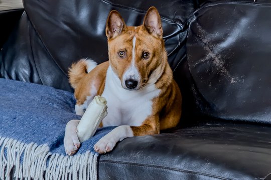 Po kaimynių skundo – bauda už šuns laikymą bute: ne tik kainavo, bet ir iškėlė augintinį