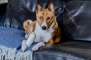 Po kaimynių skundo – bauda už šuns laikymą bute: ne tik kainavo, bet ir iškėlė augintinį