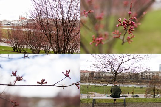 Didysis žydėjimas jau čia pat: Vilniuje – sprogti pasiruošę sakurų pumpurai