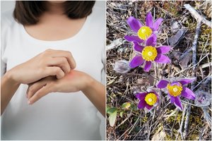 Pamiškėse pražydo gražus, bet pavojingas augalas: ir nuodingas, ir saugomas