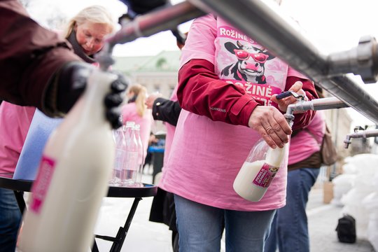 Įtūžę pienininkai išgyvena sudėtingus laikus: „Apie vasarą net negalvojame“