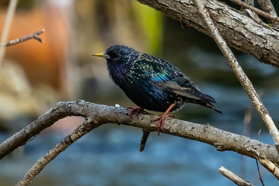 „Žinovų klubo“ testas. Ką žinote apie Lietuvos gyvenvietes iš S raidės?