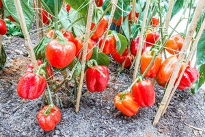 Svarbu net tik su kuo, bet ir kaip tręšti – pabandyktie ir turėsite saldžias ir dideles paprikas