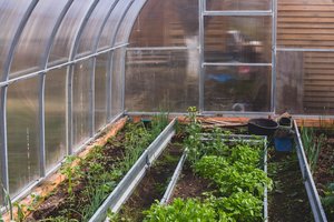 Ankstyvas derlius šiltnamyje priklauso ne nuo temperatūros: svarbiausia – kas kita