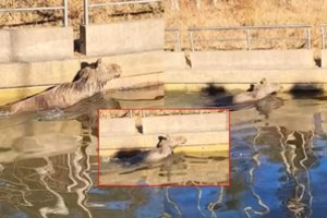 Palangos centre – neeilinis incidentas: upelyje blaškėsi jaunas briedis