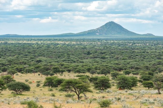 Tai juodojoje rinkoje brangiau už auksą: kad juos gautų, brakonieriai rizikuoja net gyvybe