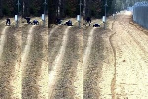 VSAT pareigūnų operacija: sulaikyta migrantų grupė, suimta dalis šio nusikaltimo organizatorių