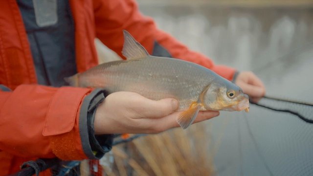 „Šiandien kimba“. Žiobrių migraciją į upes – kur jų ieškoti ir kokie būdai veikia geriausiai?