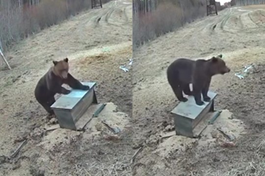 Vaizdo kamerų objektyve – meškutė: šioje pačioje vietoje fiksuojama nebe pirmą kartą