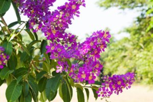 Į sodus braunasi kvepiantis naujokas: šis krūmas žydi ilgiausiai ir net nebijo šalnų