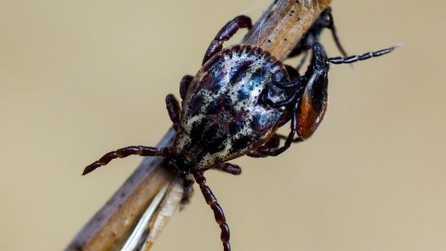 Šiltėjant orams primena apie gamtoje tykantį pavojų: šiuo metu reikia būti ypač atsargiems