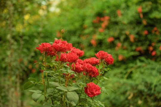 Šis prie rožių pasodintas augalas padeda apsaugoti jas nuo ligų