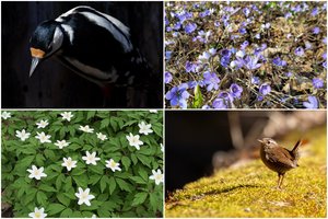 Skubina apsilankyti: šiose Lietuvos vietose prasidėjo vienas gražiausių metų laikotarpių