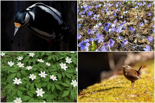 Skubina apsilankyti: šiose Lietuvos vietose prasidėjo vienas gražiausių metų laikotarpių