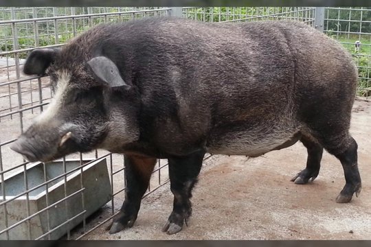 Po evakuacijos prasidėjusi evoliucija: ką reiškia Fukušimos hibridinių šernų atradimas