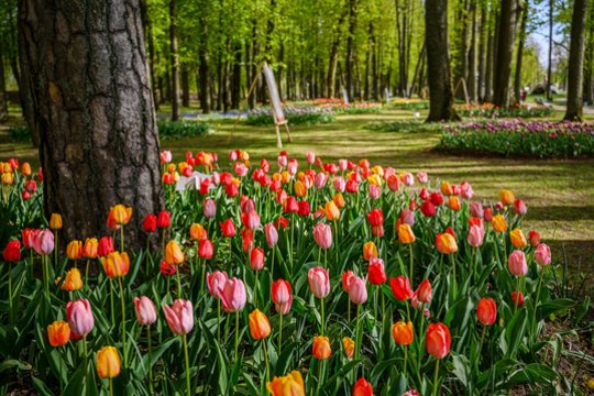 Tulpių žydėjimas jau čia pat: tik patyrę gėlininkai žino, kaip žiedais džiaugtis kuo ilgiau