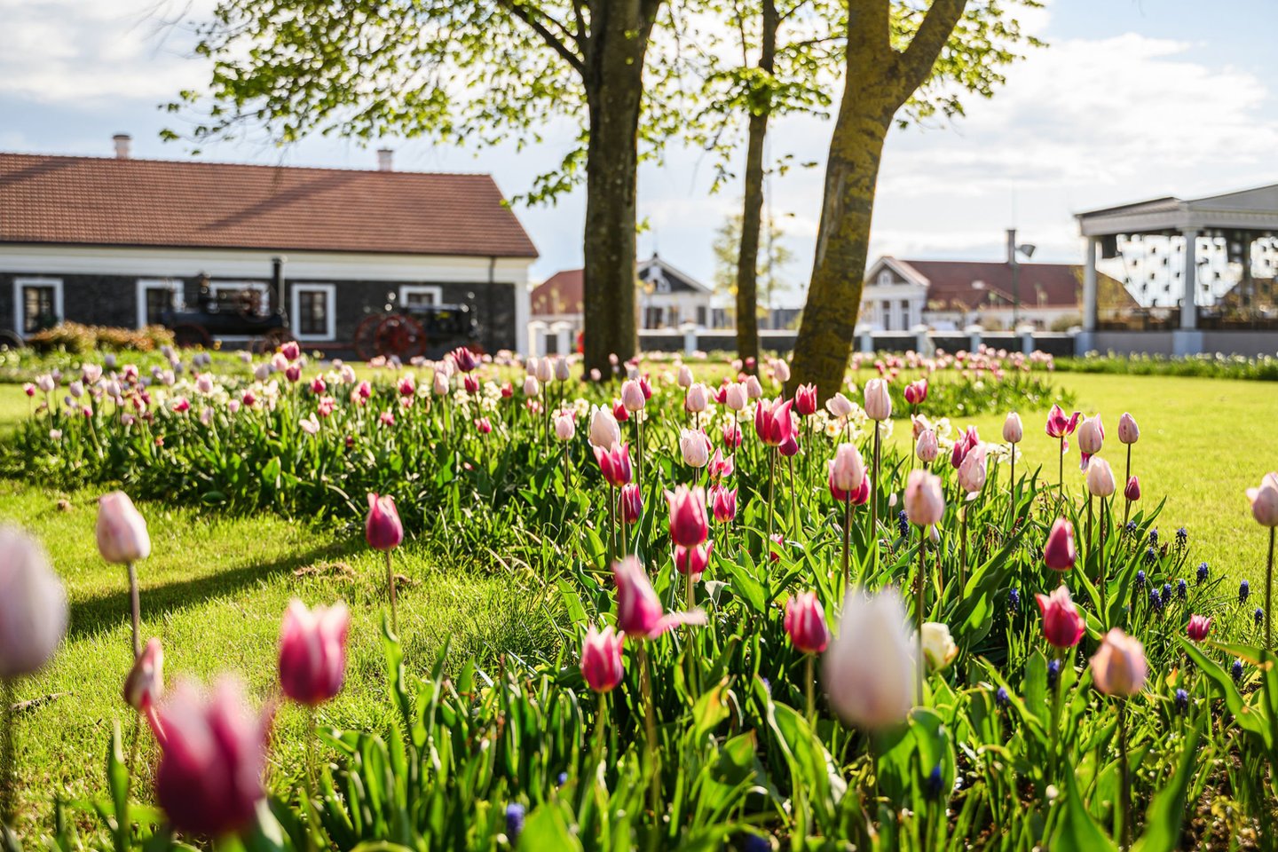Soduose ir gėlynuose netrukus ims skleistis tulpės.