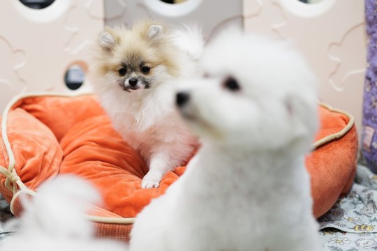 „KIKA“ Group įkūrėja J. Januškauskaitė – Plungė pristatė gyvūnų enciklopedijos vertą debiutinę knygą