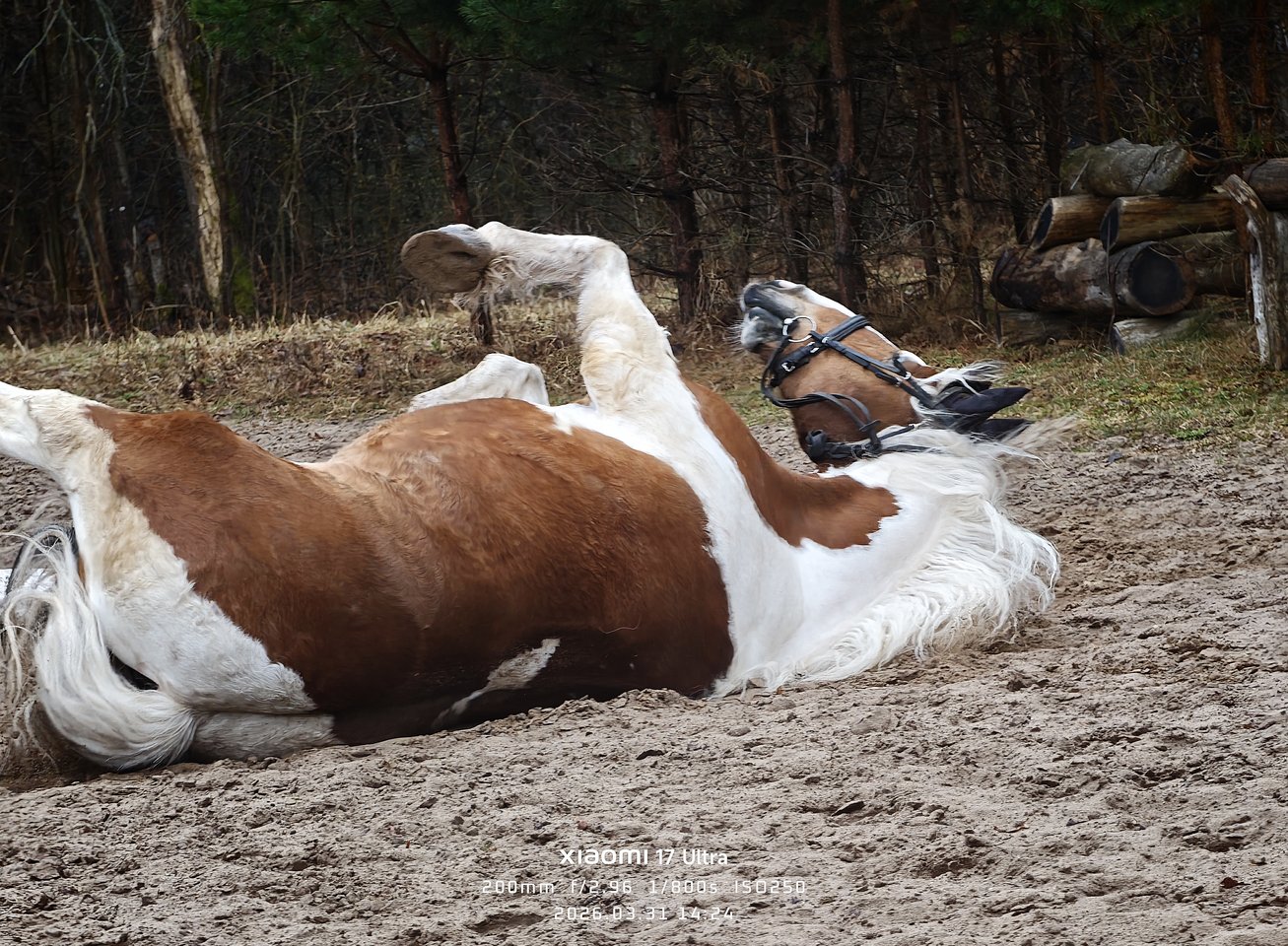  Projekto kadro meistrai galerija: Pavasaris.