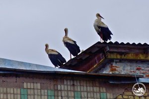 Į Černobylį sugrįžo gandrai – ką tai reiškia?