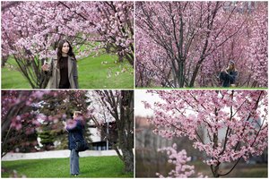 Vilniuje – tikras pavasaris: pražydo tūkstančiai švelniaspalvių sakurų žiedų