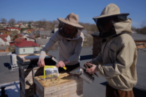 Iš finansų pasaulio leidosi į gamtos pažinimą: bitės ant miesto stogų – ne egzotika, o ateitis