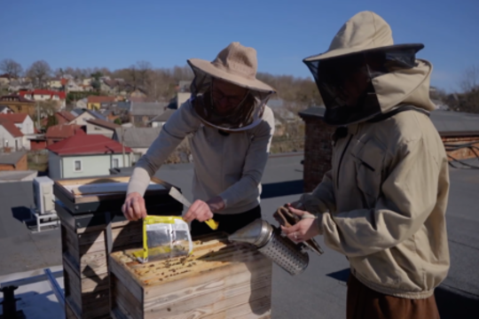 Iš finansų pasaulio leidosi į gamtos pažinimą: bitės ant miesto stogų – ne egzotika, o ateitis