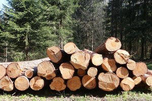 Kelmės rajone kertamas medis sužalojo vyrą