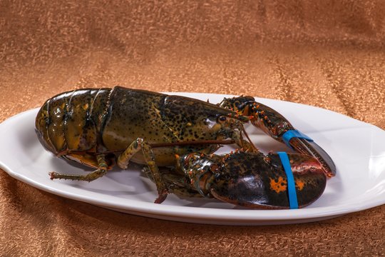 Tyrimas patvirtino, kad šie gyvūnai jaučia skausmą – todėl mokslininkai ragina uždrausti juos virti gyvus