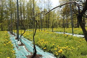 Ar bus sidro, vyno ir midaus po prasto 2025 metų derliaus