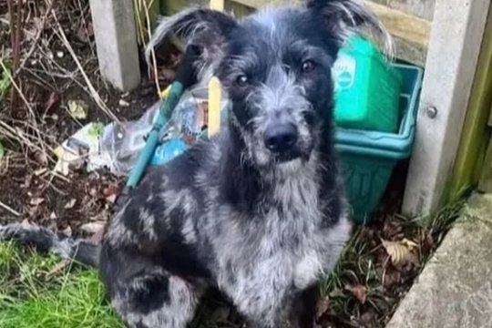 Šeimos augintinė perkando merginai gerklę: reikalauja užmigdyti kartu su šuniukais