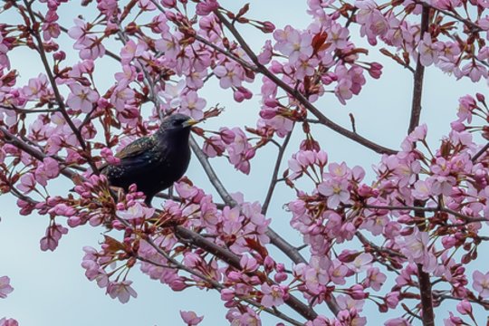 „Žinovų klubo“ testas. Ką žinote apie Lietuvos gyvenvietes iš Š raidės?