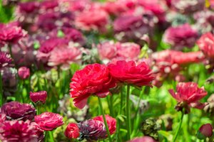 Vos keli žingsniai pavasarį – ir sodas skęs žieduose visą vasarą: žiedų užteks ir namams