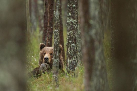 Slovakijoje lokys užpuolė ir sužalojo bėgiką