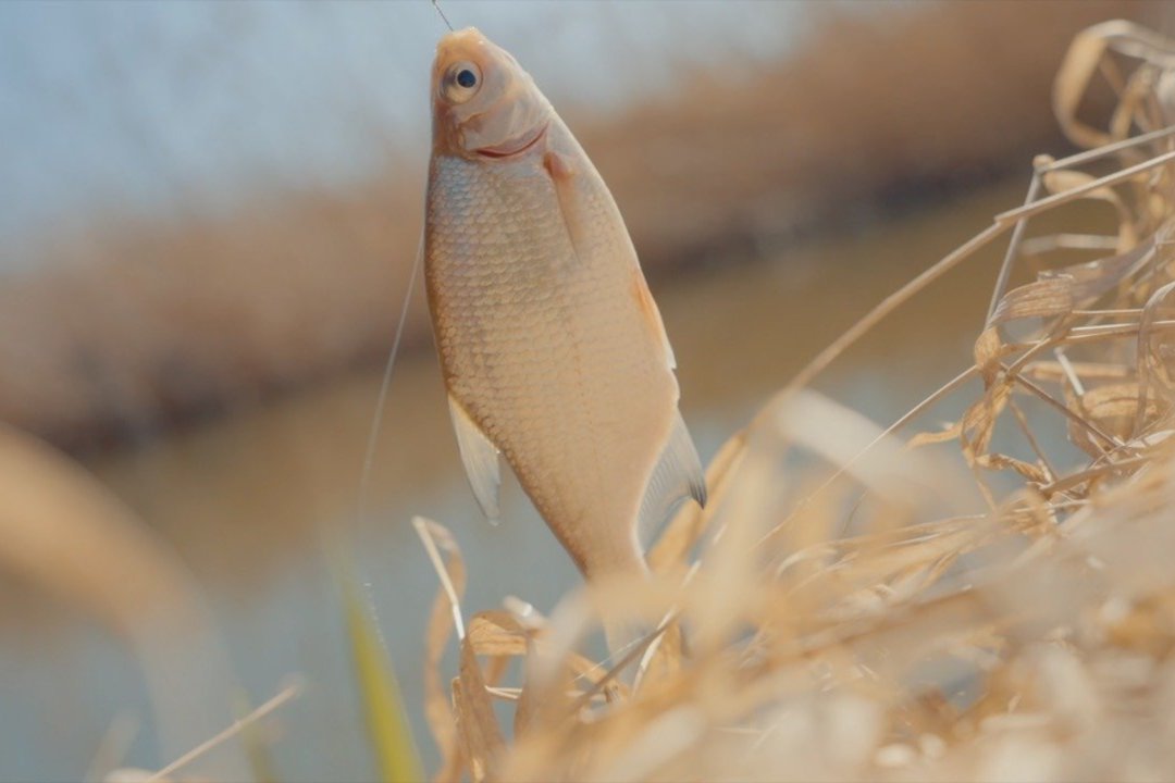 „Šiandien kimba“. Įtemptas nuotykis, kuriame kiekvienas kibimas – tarsi mažas laimėjimas