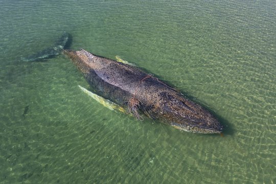 Gelbėjimo operacija Baltijos jūroje – kiekviena akimirka svarbi, banginio jėgos senka