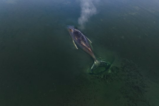 Gelbėjimo operacija Baltijos jūroje – kiekviena akimirka svarbi, banginio jėgos senka