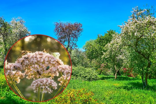 Kartais geriausia, ką galima padaryti sode, – tiesiog nieko nedaryti