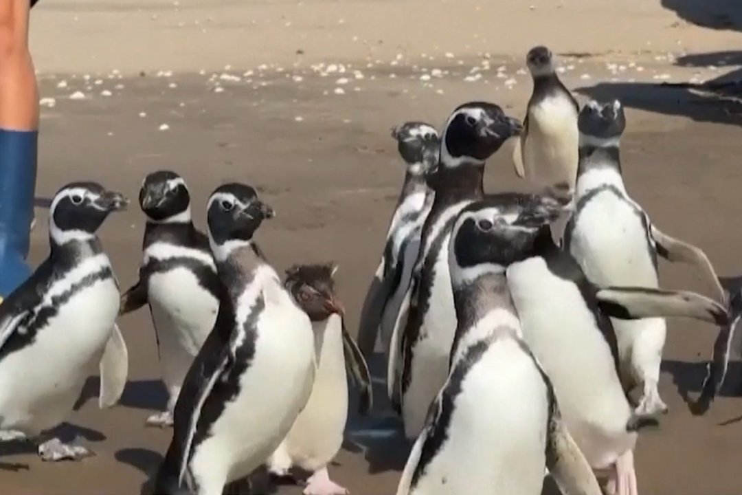 San Klemente paplūdimyje: paleista 15 po gydymo atsigavusių pingvinų