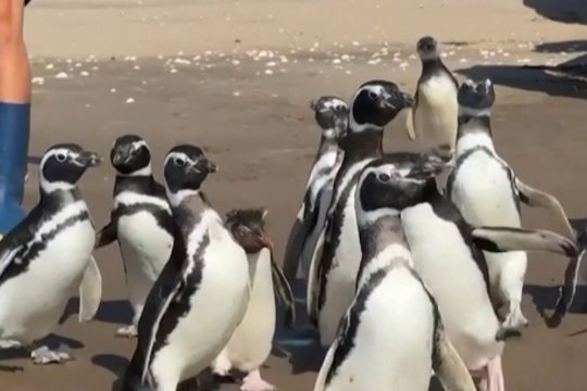 San Klemente paplūdimyje: paleista 15 po gydymo atsigavusių pingvinų