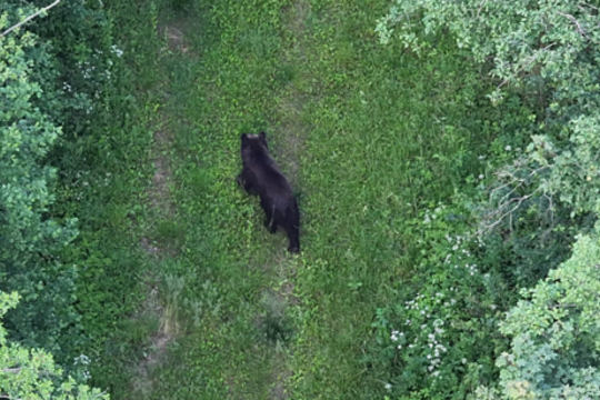 Po incidento Estijoje – rimtas priminimas lietuviams: giriose skaičiuoja apie 10 meškų