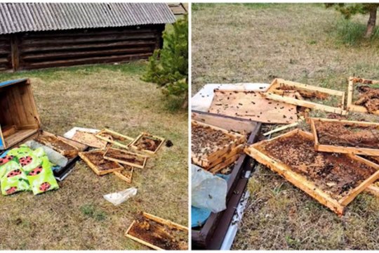 Ignalinos r. meška įsisuko į bičių avilį: maitinosi visai ne medumi