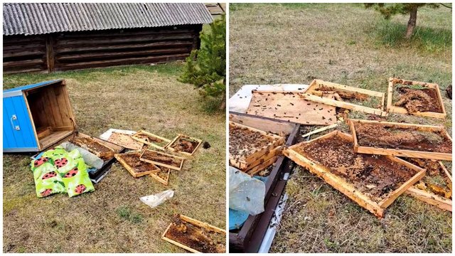 Ignalinos r. meška įsisuko į bičių avilį: maitinosi visai ne medumi