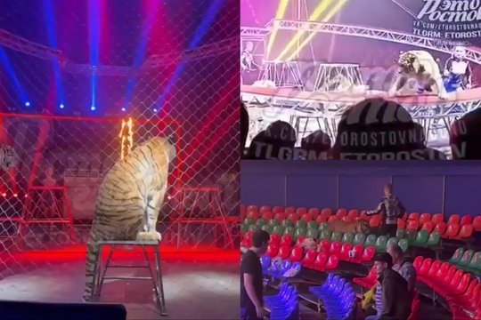 Siaubas Rusijos cirke: pasirodymo metu tigras atsidūrė tarp žiūrovų