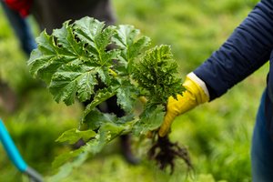 Primena – dabar šiam darbui tinkamiausias laikas