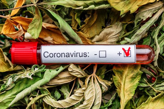 Koronavirusu persirgusių žmonių kraujyje – netikėtas radinys