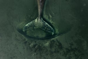 Drama Baltijos jūroje tęsiasi: banginis Timis vėl įstrigo 