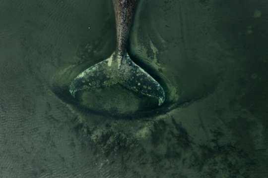 Drama Baltijos jūroje tęsiasi: banginis Timis vėl įstrigo 